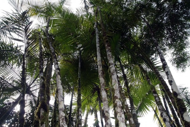 Хризалидокарпус мадагаскарский (Chrysalidocarpus madagascariensis)