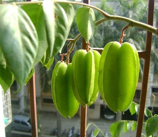 Плоды карамболы (Averrhoa carambola)