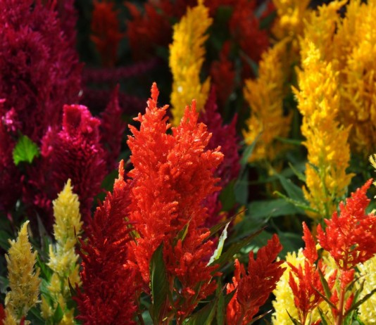 Целозия — пламенная красотка - Цветник и ландшафт Целозия серебристая (лат. Celosia argentea)