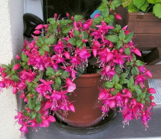 Фуксия — сочные краски лета - Красивоцветущие Фуксия в горшке