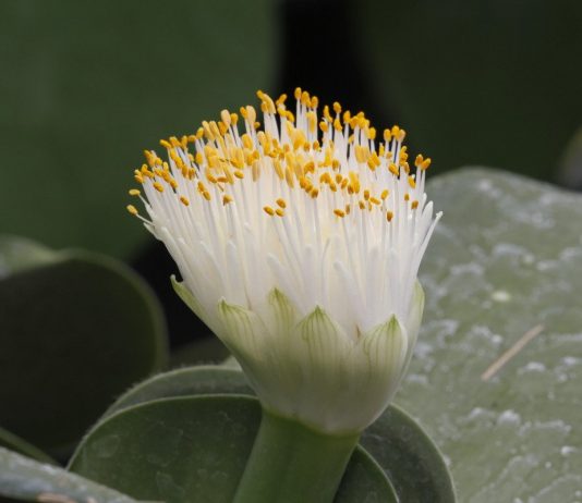 Пушистый гемантус - Комнатные растения Пушистый гемантус