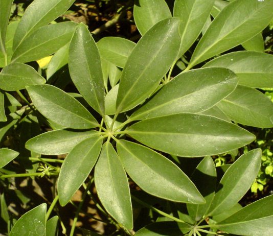 Гептаплеурум или Шеффлера?