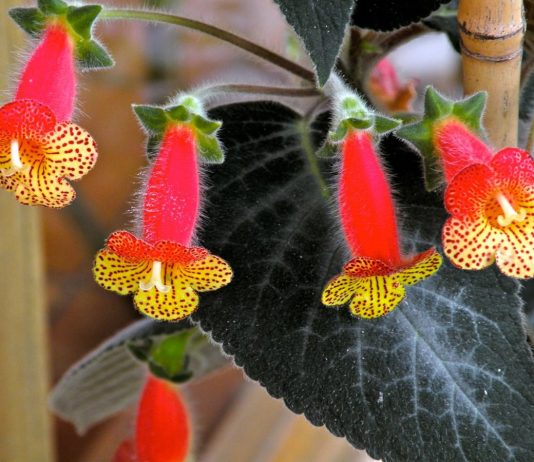 Колерия — пушистые соцветия - Красивоцветущие Колерия — пушистые соцветия