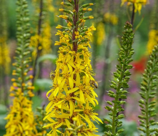 Бузульник — язычок пламени