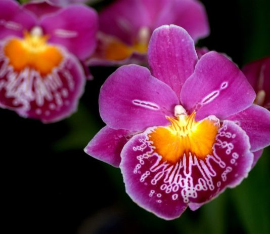 Мильтония — крылья бабочки