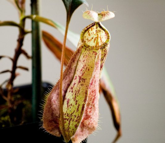 Непентес — ароматный кувшинчик - Редкие и необычные Непентес — ароматный кувшинчик