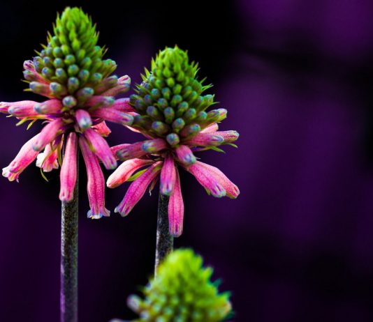 Вельтгеймия — зимний факел - Красивоцветущие Вельтгеймия — зимний факел