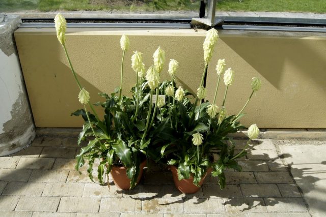 Вельтгеймия прицветниковая (Veltheimia bracteata) Вельтгеймия прицветниковая (Veltheimia bracteata)