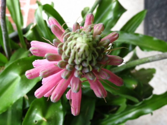 Вельтгеймия прицветниковая (Veltheimia bracteata) Вельтгеймия прицветниковая (Veltheimia bracteata)