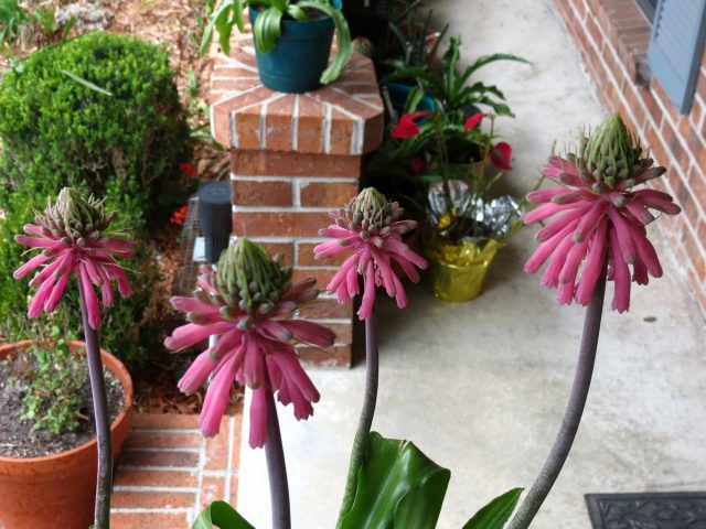 Вельтгеймия прицветниковая (Veltheimia bracteata) Вельтгеймия прицветниковая (Veltheimia bracteata)