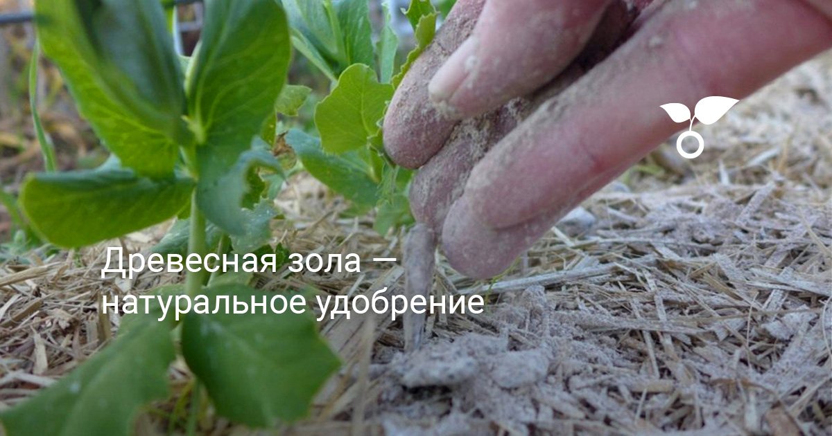 Древесная зола — натуральное удобрение