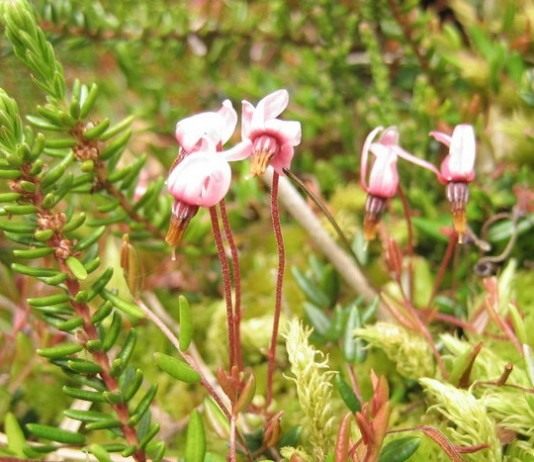 Цветки клюквы обыкновенной.
