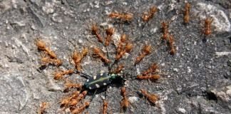 Муравьи (Ants)