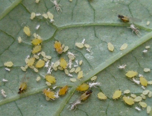 Бахчевая тля, или хлопковая тля (Aphis gossypii)