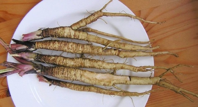 Корни лопуха