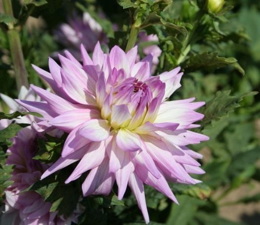 Георгин, сорт `Karma Amanda`