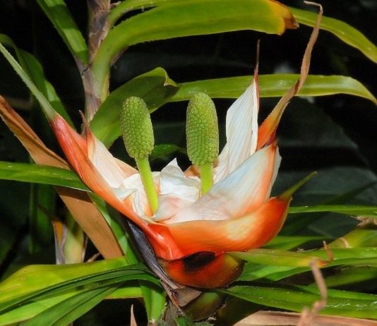 Фрейсинетия древовидная (Freycinetia arborea)