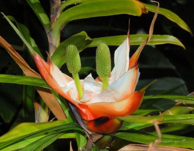 Фрейсинетия древовидная (Freycinetia arborea)