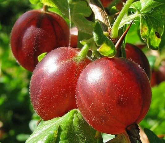 Крыжовник (Gooseberry)