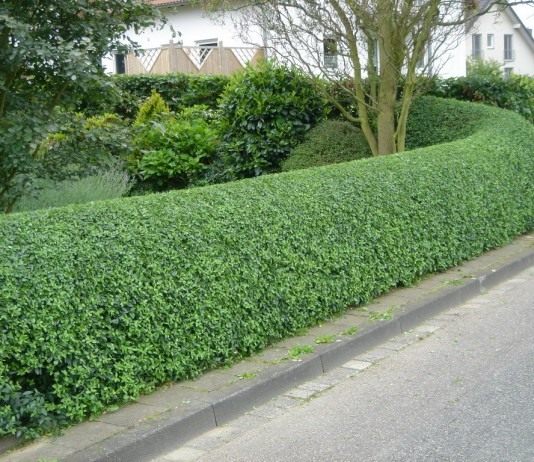 Живая изгородь из Бирючины