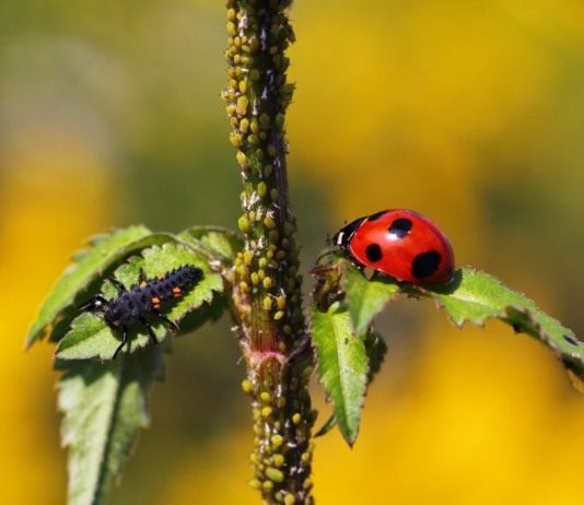 Божья коровка, или жук Святой Девы Марии - Животные Личинка и взрослая особь божьей коровки