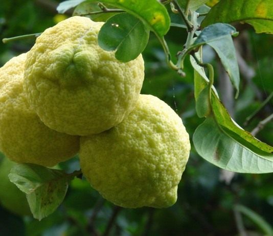 Лимон (Cítrus límon)