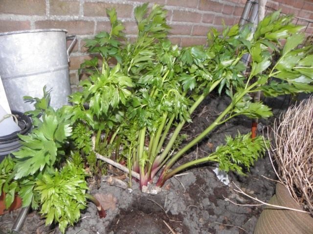 Любисток лекарственный (Levisticum officinale)