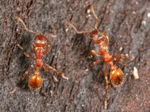Рыжая мирмика рабочий (Myrmica rubra workers)