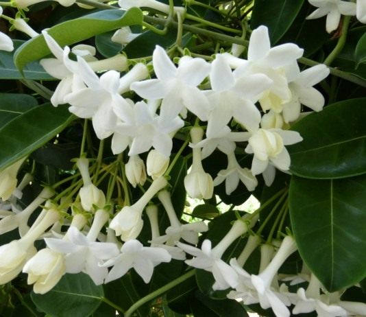 Стефанотис — лиана из Мадагаскара