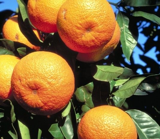 Тангор (Tangor ortanique)