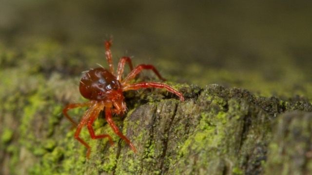 Паутинные клещи (Tetranychidae)