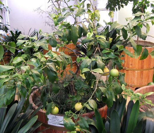 Бергамот — полезный цитрус