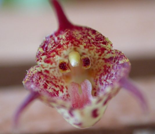 Дракула — страшно красивая орхидея - Комнатные растения Дракула — страшно красивая орхидея