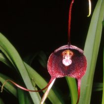 Дракула Бенедикта (Dracula benedictii)