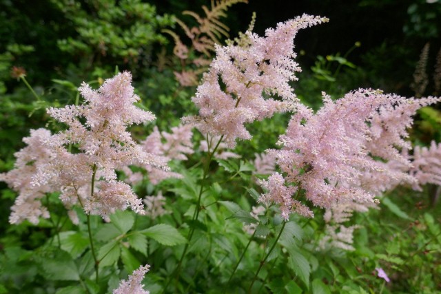 Астильба (Astilbe)