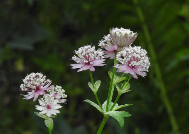 Астранция (Astrantia)