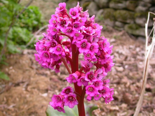 Бадан толстолистный (Bergenia crassifolia)