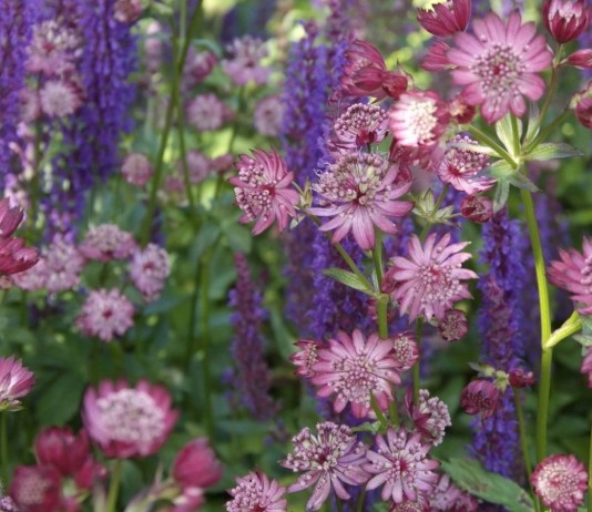 Астранция в цветнике