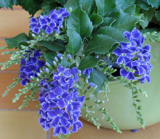 Дуранта — голубиная ягода - Комнатные растения Дуранта — голубиная ягода