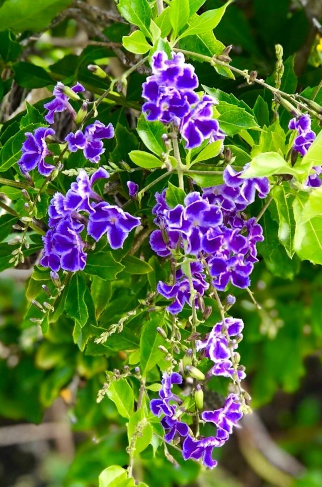 Дуранта Плюмье (Duranta plumieri)