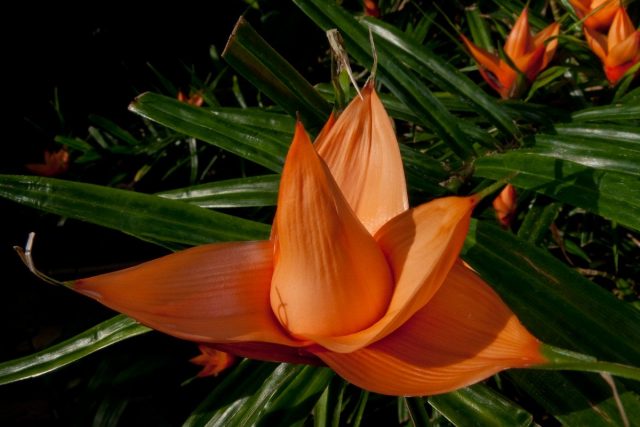 Фрейсинетия Куминга (Freycinetia cumingiana Gaudich)