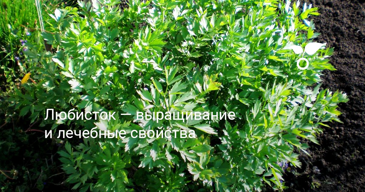 Любисток — выращивание и лечебные свойства