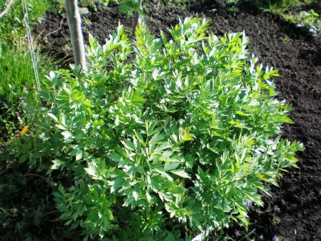 Любисток лекарственный (Levisticum officinale)