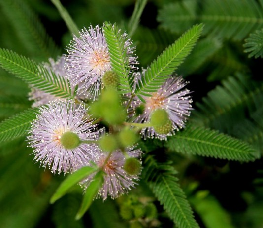 Мимоза стыдливая - Красивоцветущие Мимоза стыдливая (Mimosa pudica)