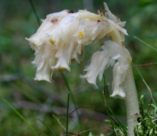 Сосновые цветы - Цветник и ландшафт Подъельник обыкновенный (Monotropa hypopitys)