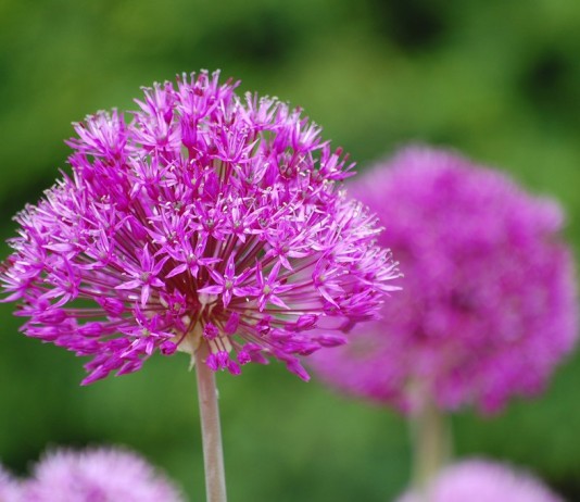 Декоративные луки - Цветы многолетние Декоративный лук