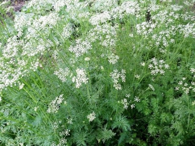 Анис обыкновенный, или Бедренец анисовый (Pimpinella anisum)
