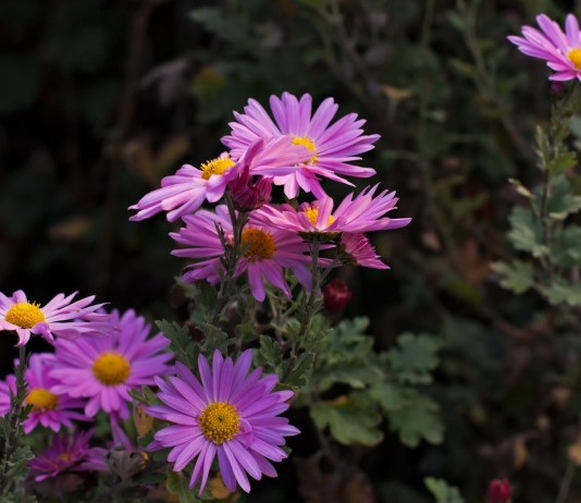 Цветник в царстве тени - Цветы многолетние Цветы в тени