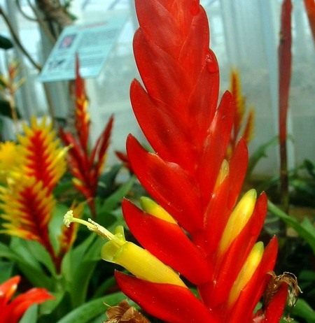 Яркая вризея - Бромелиевые Вриезия