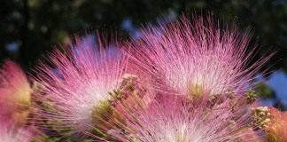 Альбиция ленкоранская (Albizia julibrissin)